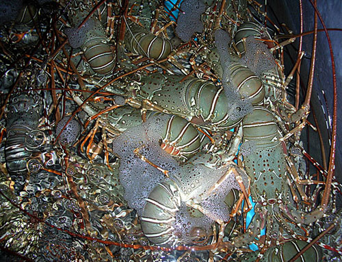 05 Lobsters in tank